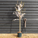 Prunus Pandora | Cherry 'Pandora' - Height 150-180cm - 12lt