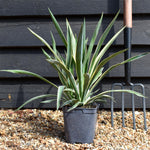 Yucca gloriosa Variegata | Variegated Spanish Dagger - Shrub - 2lt