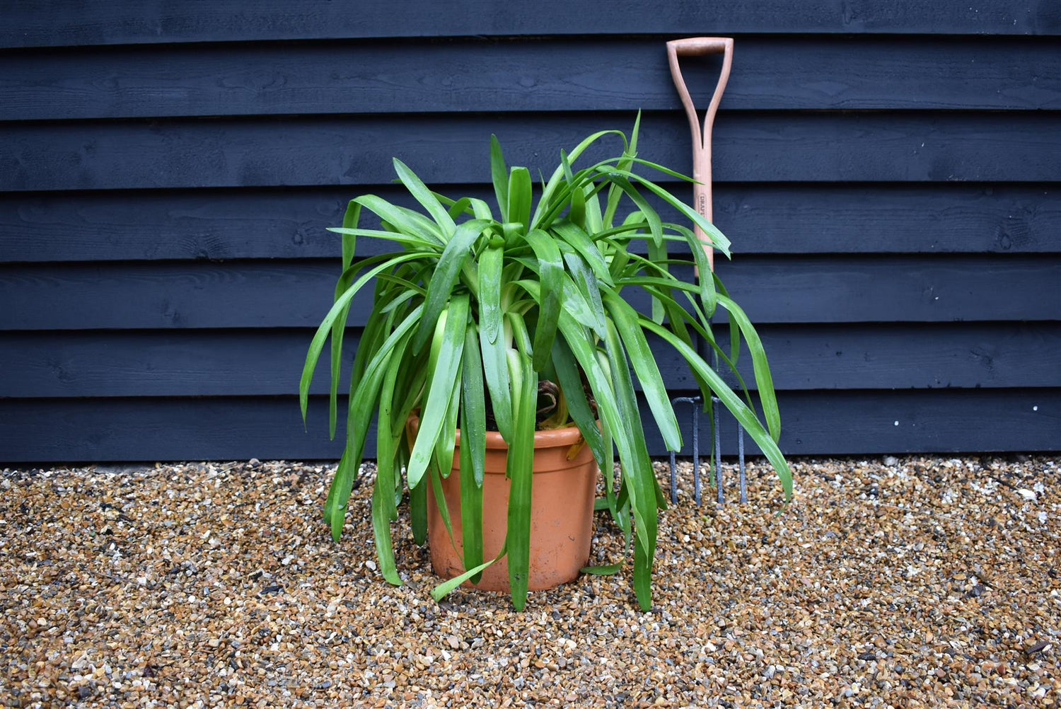 Agapanthus | Lily of the Nile - 60-70cm, 25lt