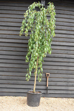 Prunus 'Kiku-shidare-zakura' | Japanese Weeping Cherry - Girth 8-10cm - 280-300cm - 70lt