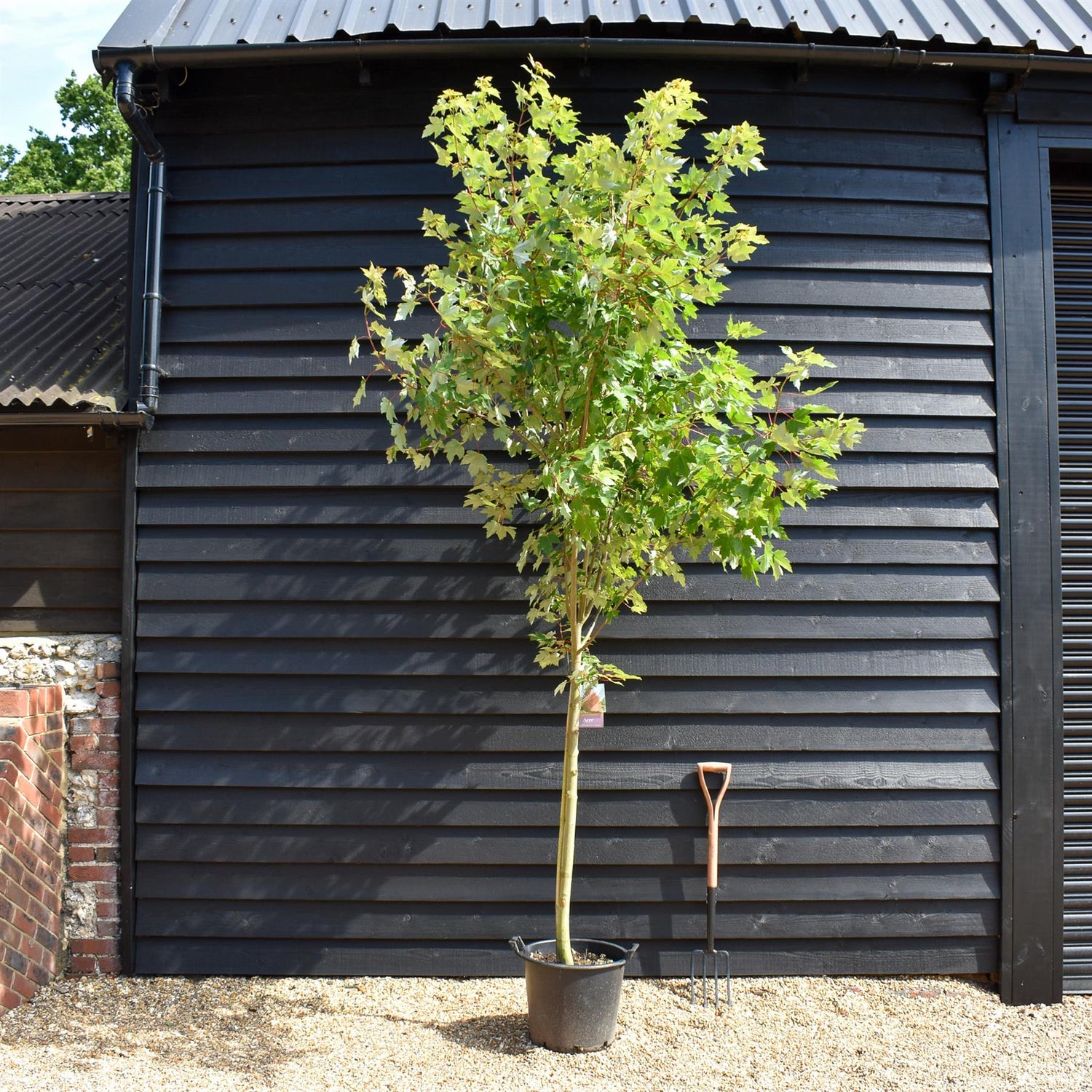 Acer Rubrum Redpointe Maple | Redpointe Red Maple 1/2 std Clear Stem - 270-300cm - 30lt