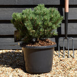 Pinus mugo 'Laurin' | Dwarf mountain pine - Height 30-40cm - 15lt