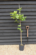Magnolia Yellow Bird - Height 130-150cm - 10lt