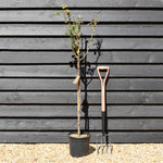 Rose 'Albicocca Sfumato Rame' - Clear Stem 80-90cm - Height 130-160cm - 18lt