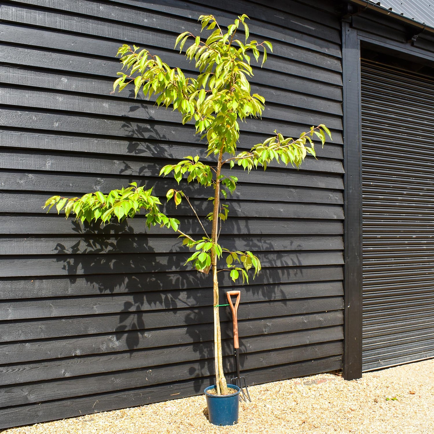 Flowering Cherry | Prunus 'Chocolate Ice' - 180-220cm - 12lt