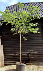 Morus Alba | White Mulberry - Girth 18cm - 375cm Clear Stem - 130lt