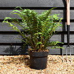 Dryopteris affinis | Golden Shield Fern - Height 50-60cm - 7lt