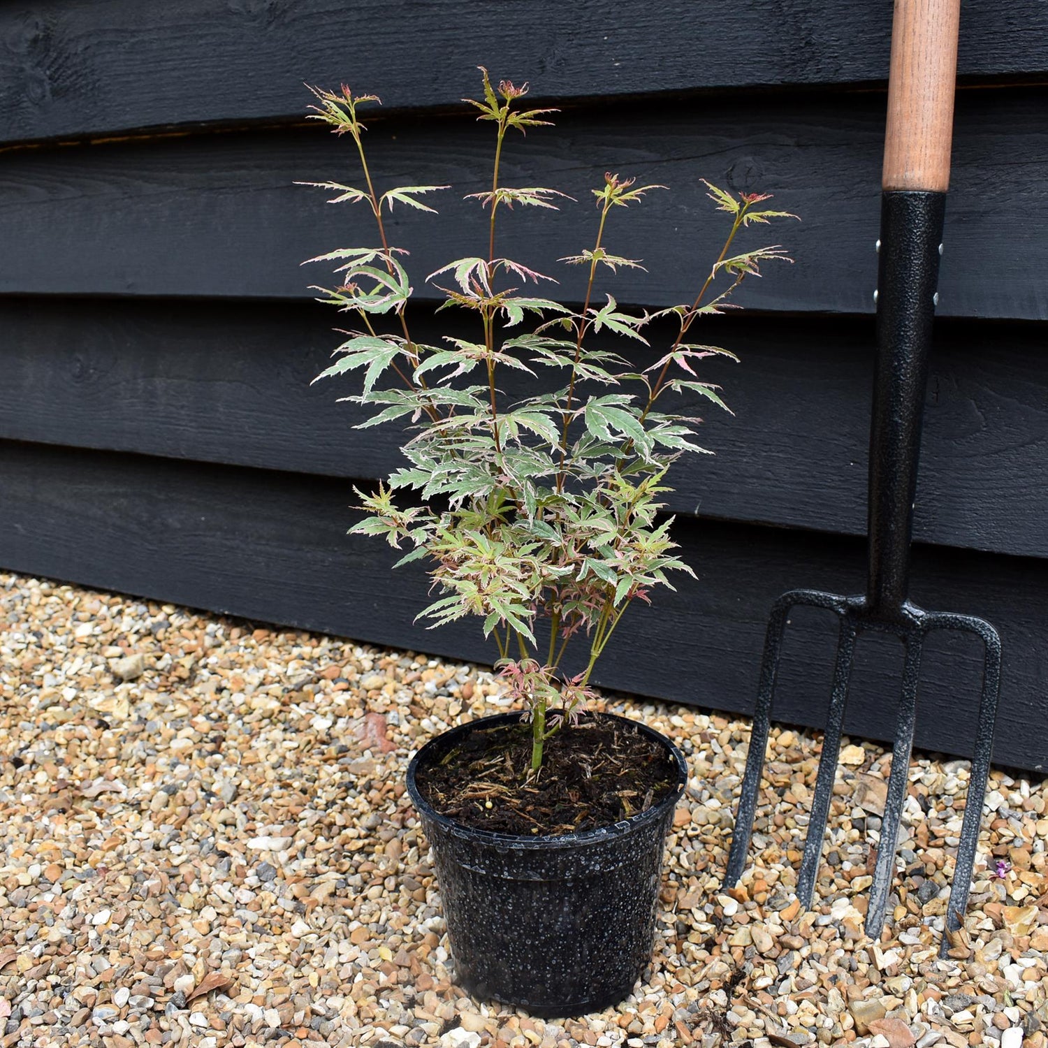 Acer palmatum 'Iyoshi' | Japanese Maple - Height 25-45cm - 2lt
