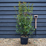 Photinia x fraseri Robusta Compacta - Shrub - Height 120-140cm - 15lt