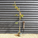 Malus Profusion Crab Apple Tree, Clear Stem - Height 150-180cm, 10lt