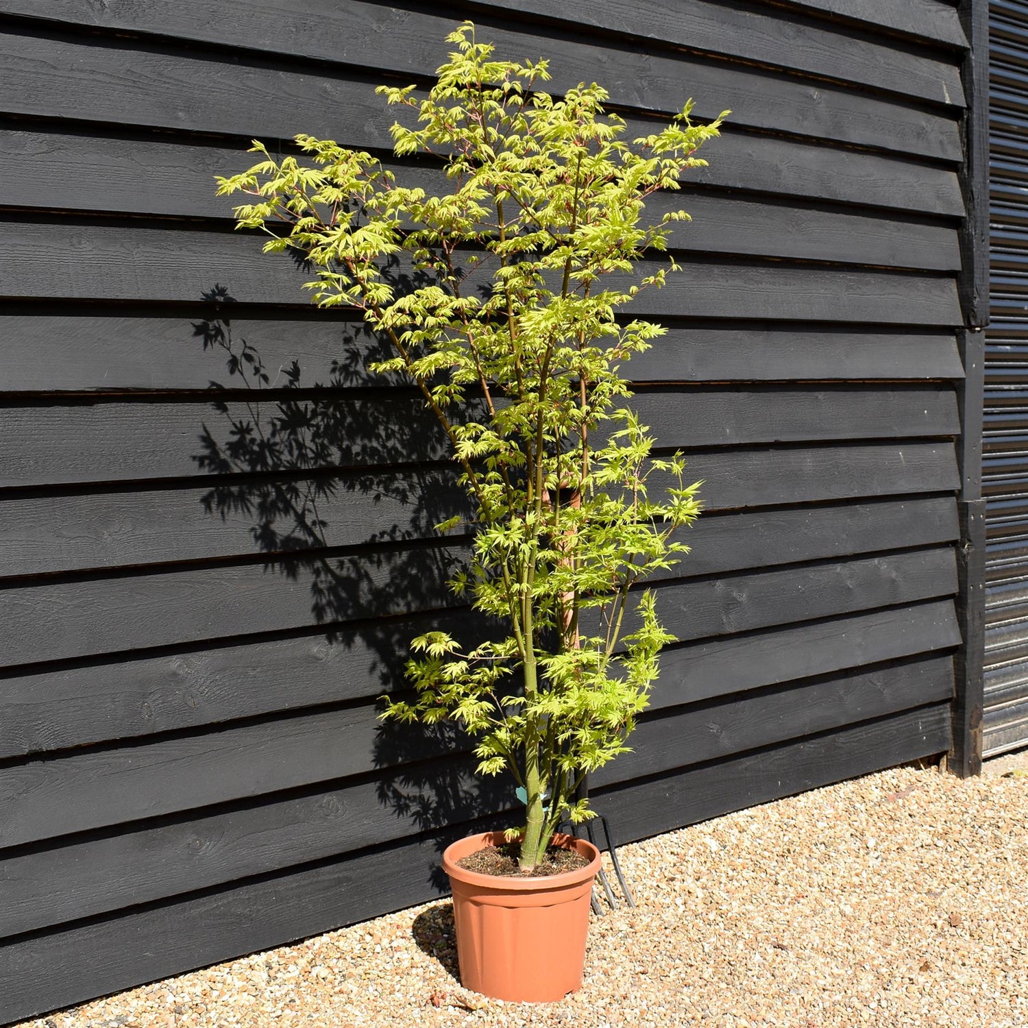 Acer palmatum 'Going Green' | Japanese maple 'Going Green' - 110-140cm - 15lt