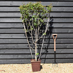 Pear tree 'William Rosso' | Pyrus communis - Frame - Height 140-150cm - 15lt