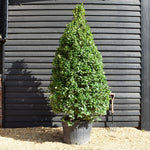 Ilex Cornuta Furcata - Chinese Horned Holly - Cone - 280-300cm - 130lt