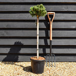 Pinus uncinata 'Wiel' - Clear Stem 60cm - Girth 6cm - Height 80-90cm - 8lt