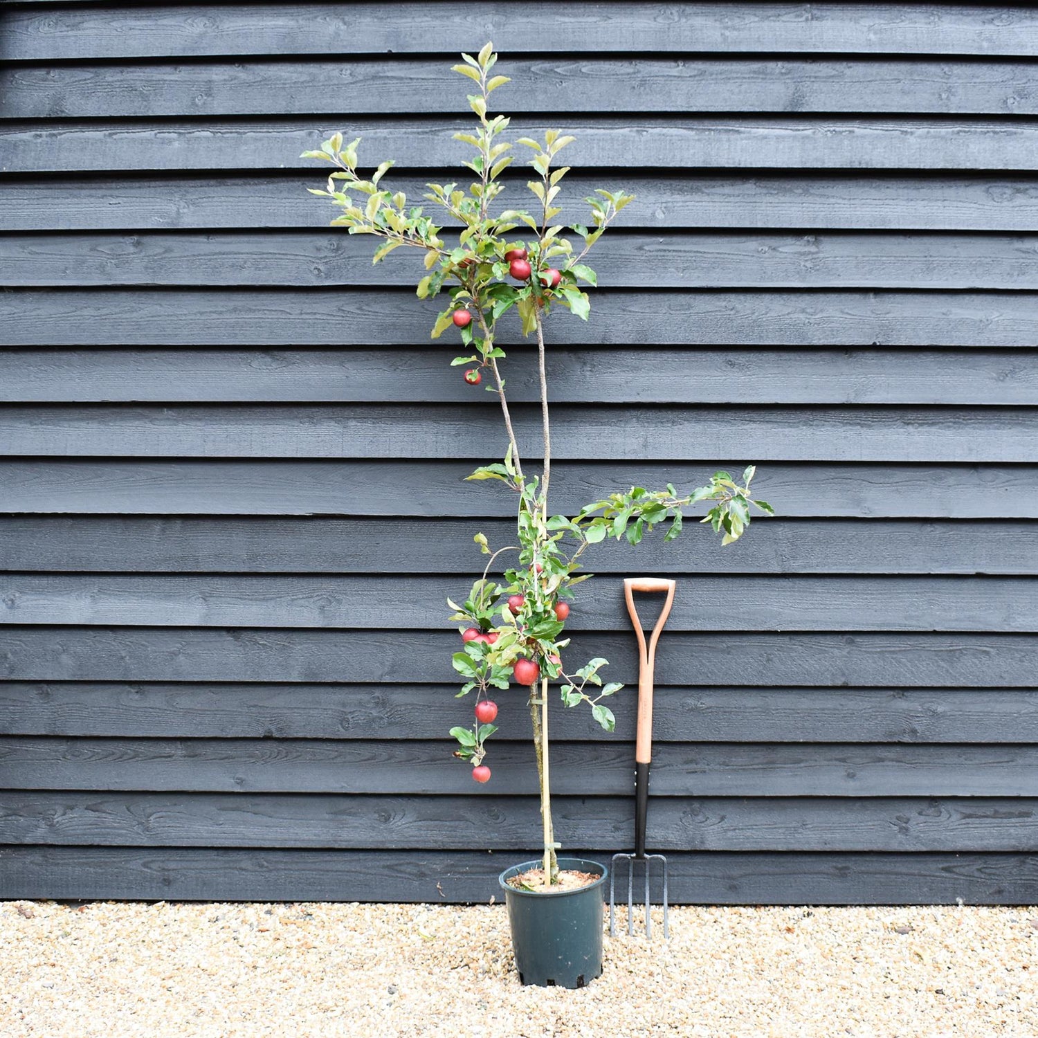 Apple tree 'Red Devil' | Malus domestica - MM106 - Semi-Dwarfing - 150-160cm - 10lt