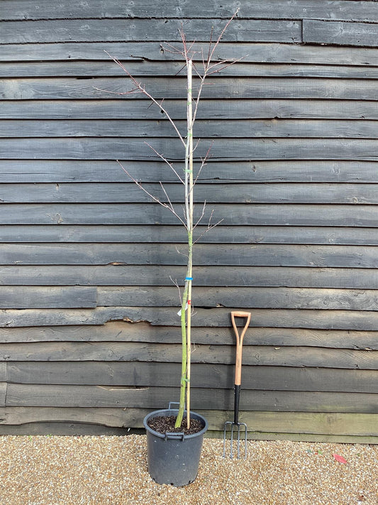 Quercus Rubra - Girth 6-8cm - 250 - 310cm - 30lt