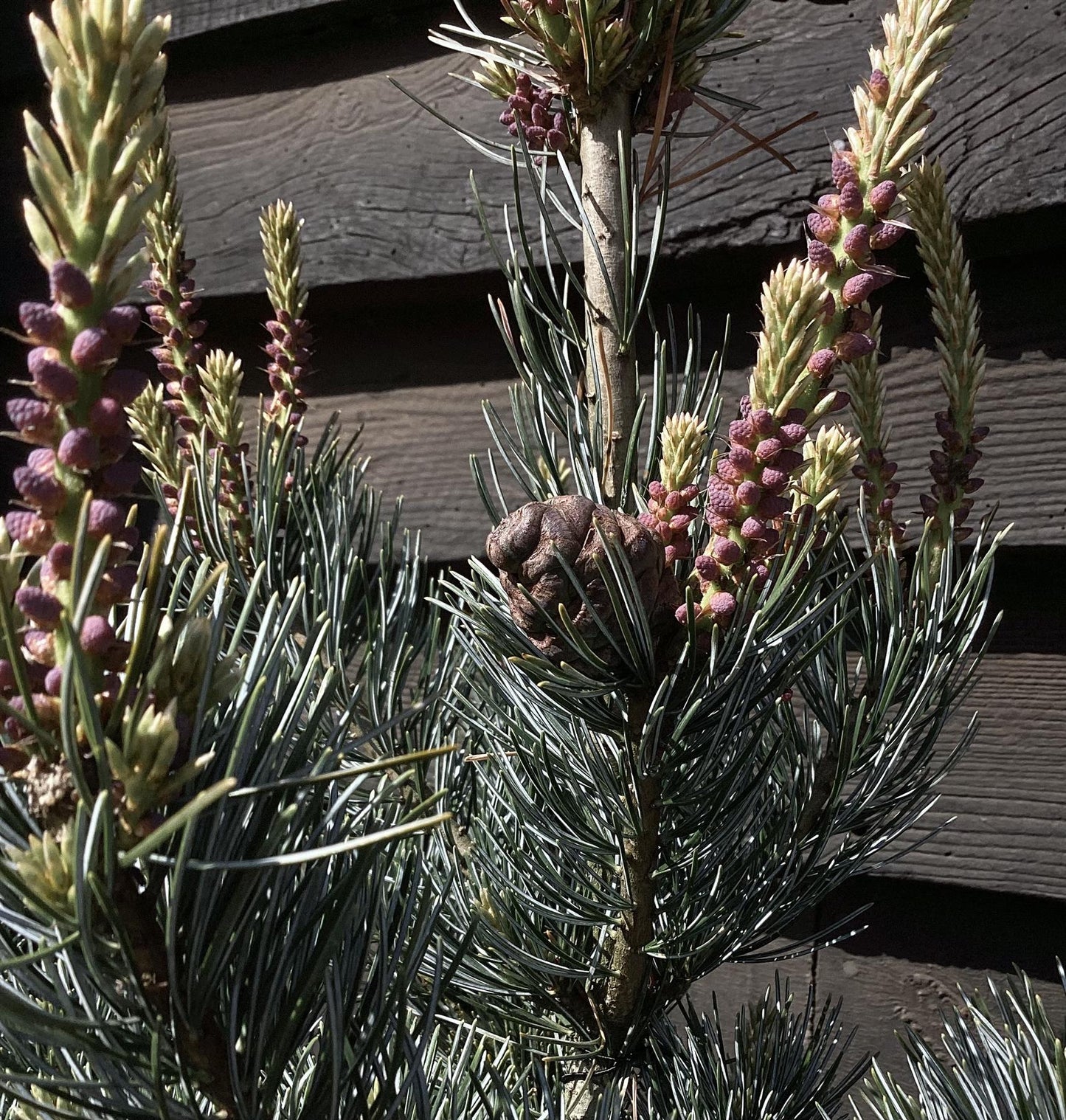 Pinus parviflora 'Ara kawa'| Japanese white pine 'Negishi' - 75-85cm - 15lt