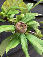 Medlar 'Nottingham' | Mespilus germanica - Height 170-180cm - 12lt