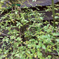 Jasminum nudiflorum | Winter Jasmine - 100-110cm - Cane - 20lt