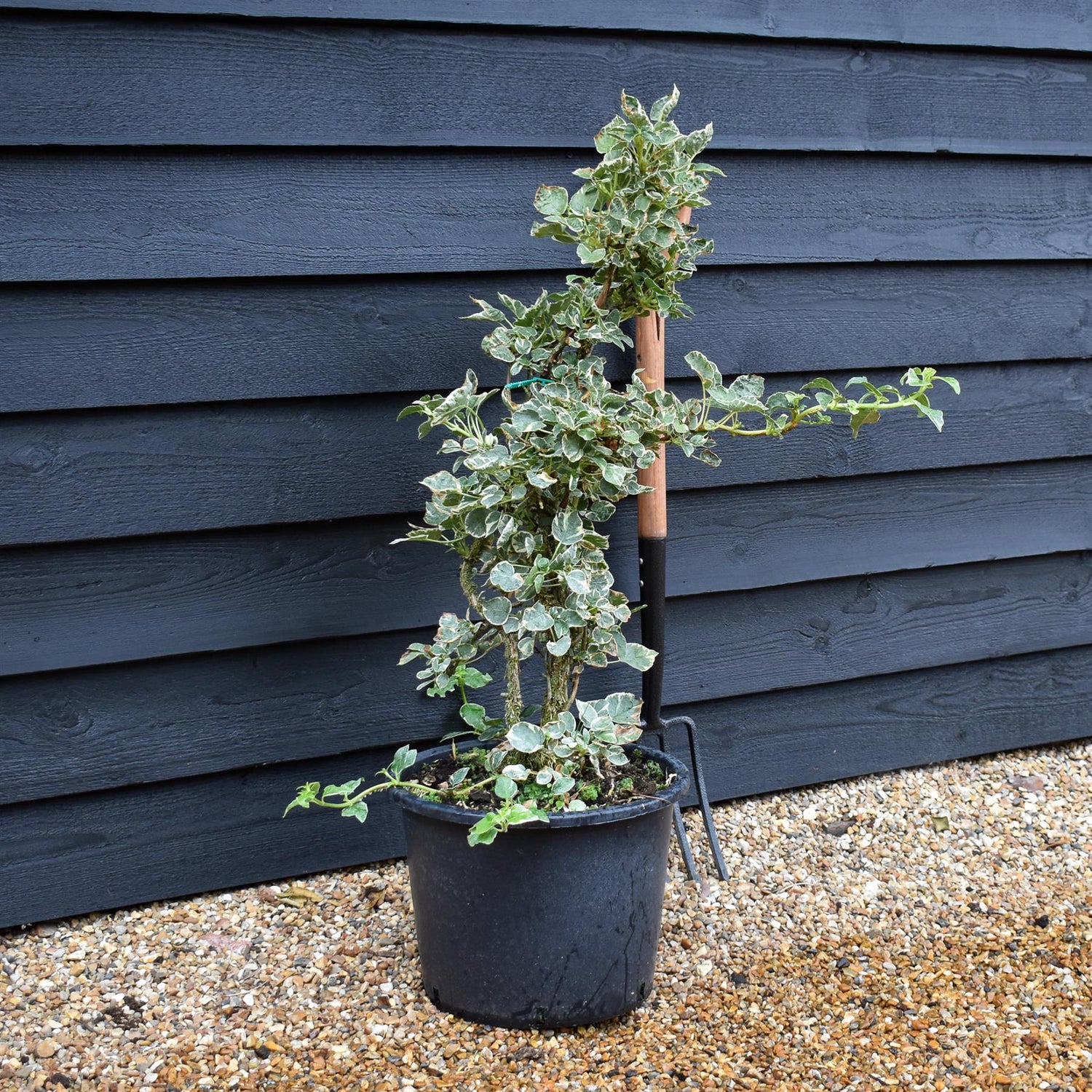 Hydrangea anomala subsp. petiolaris Silver Lining | Hydrangea Silver Lining - Height 60-90cm - 20lt