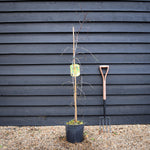 Ziziphus Jujuba - Chinese Date - Height 150-170cm - 10lt