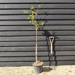 Hydrangea paniculata 'Diamantino' - Stem 100cm - Height 140-160cm - 15lt