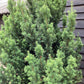 Taxus Media 'Hillii' | Yew 'Hilli' Tree/Large Shrub - Upright Taxus - Bushy - Height 200-220cm - 130lt