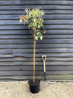 Photinia x fraseri Red Robin - 3/4 Standard - 180 - 200cm - 20lt