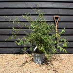 Philadelphus 'Petite Perfumed Pink' - Shrub - Height 75-85cm - 10lt