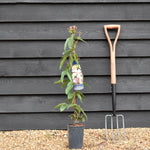 Clematis 'Apple Blossom' - Height 100-120cm - 2lt