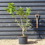 Cherry Kanzan | Prunus serrulata 'Kanzan' - Bottom graft - Low Bush - Height 100-120cm - 20lt