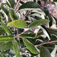 Ligustrum japonicum Standard - Girth 8-10 cms