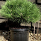Pinus 'Marie Bregeon' - Height 45cm - Width 40-50cm - 8lt