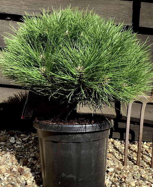 Pinus 'Marie Bregeon' - Height 45cm - Width 40-50cm - 8lt