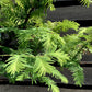 Metasequoia glyptostroboides Amber Glow | Dawn redwood - Girth 4-5cm - Height 220cm - 45lt