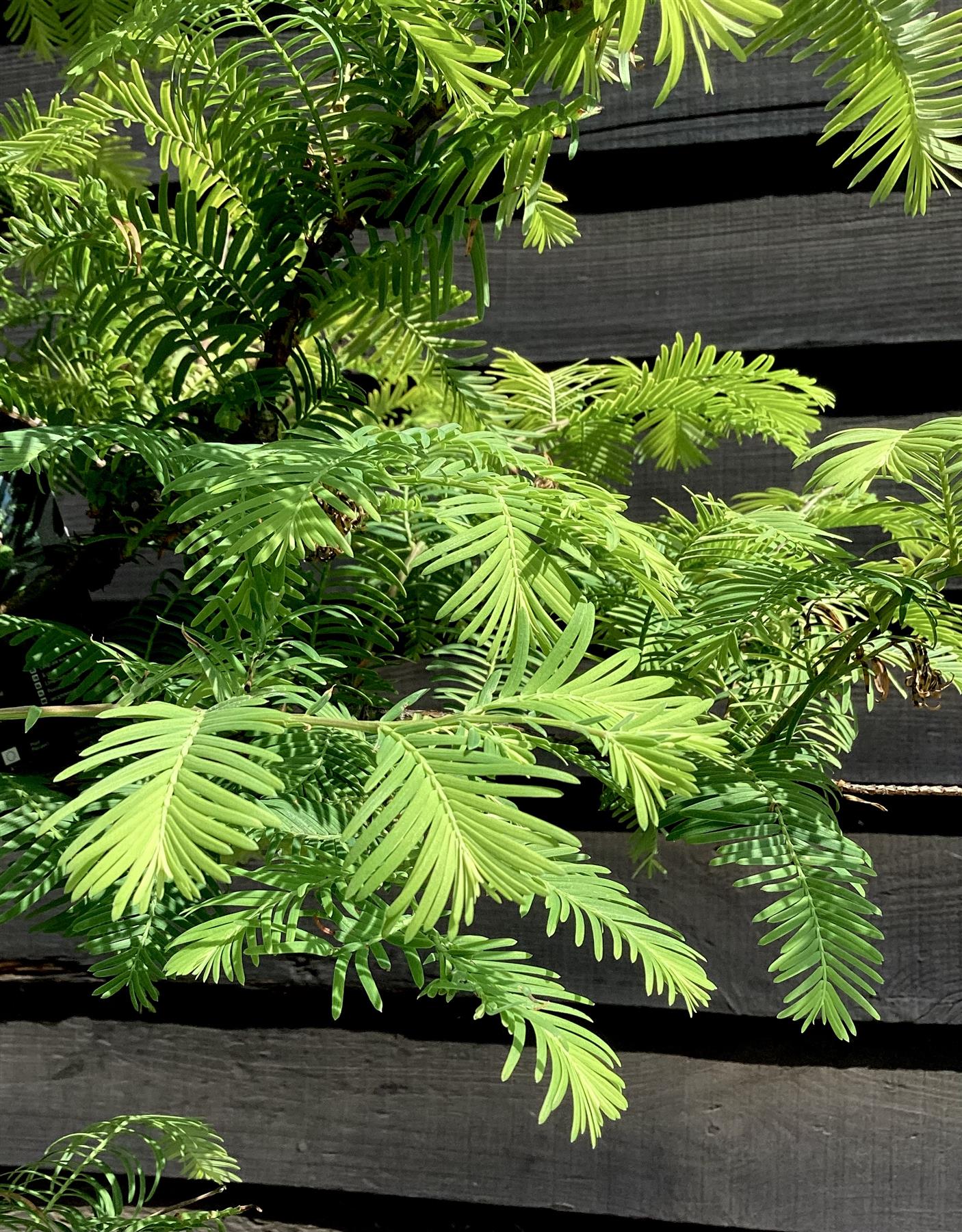 Metasequoia glyptostroboides Amber Glow | Dawn redwood - Girth 4-5cm - Height 220cm - 45lt