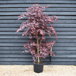 Japanese maple 'Sumi-nagashi' | Acer palmatum Acer palmatum 'Sumi-nagashi' - Bushy - Height 180-220cm - 35lt