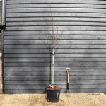 Magnolia 'Flamingo' - Clear stem 120cm - Height 250-280cm - Girth 8-10cm - 50lt