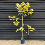Acer Platanoides Princeton Gold | Norway maple, Height 190-250cm - 12lt