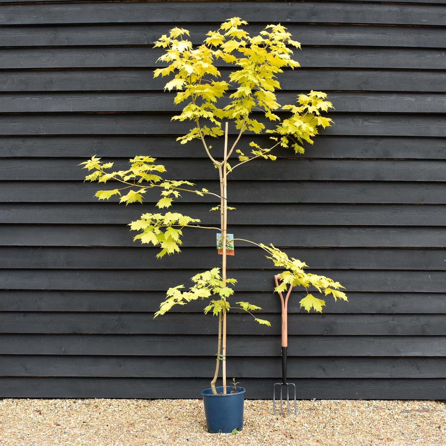 Acer Platanoides Princeton Gold | Norway maple, Height 210-250cm - 12lt