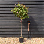 Rose 'Bengala' - Clear Stem 80-90cm - Height 130-160cm - 18lt