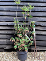 Enkianthus 'Pagoda' | Pagoda Bush - 80cm, 10lt
