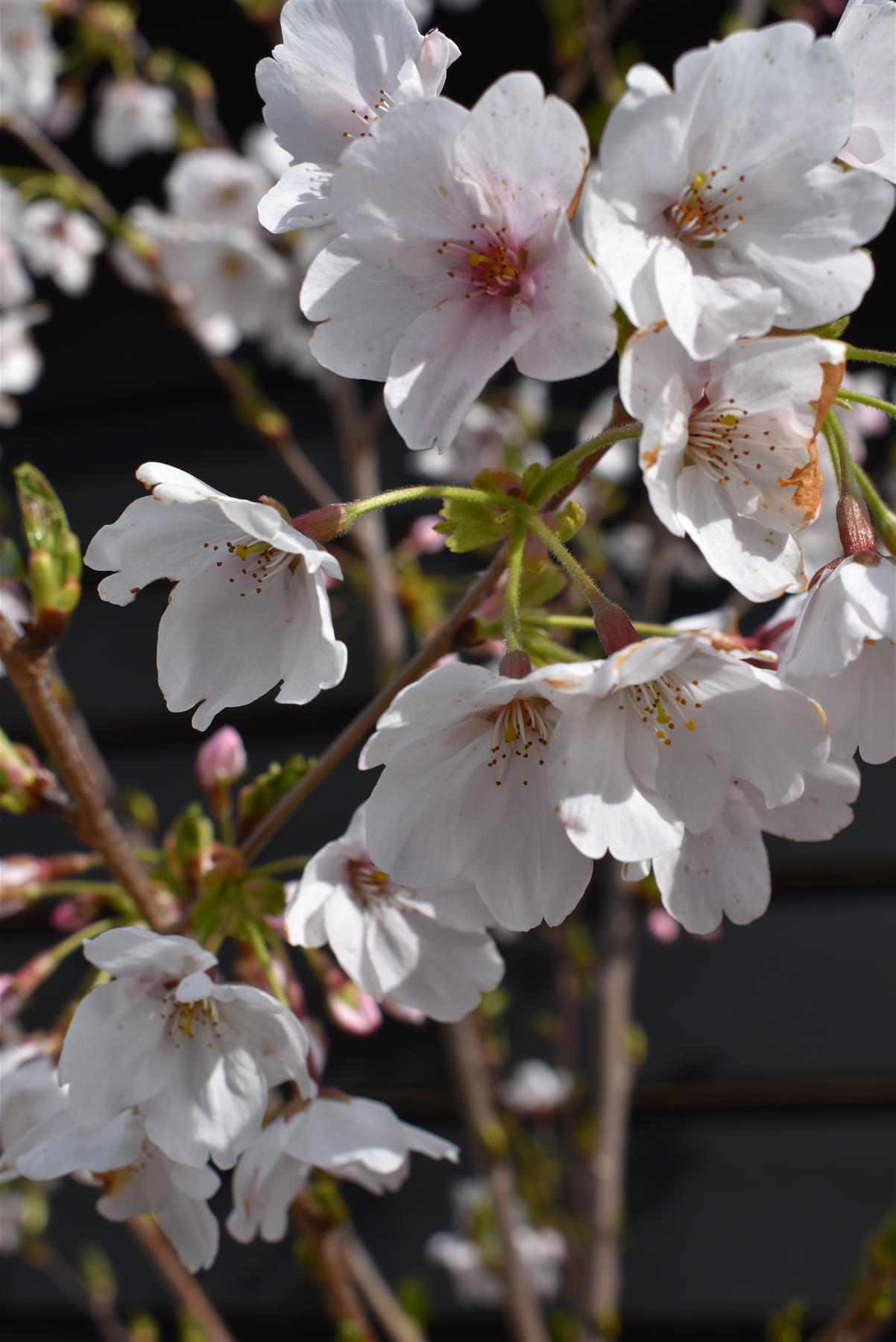 Prunus Yedoensis Shidare-Yoshino | Yoshino cherry 'Shidare-Yoshino' - Clear Stem - Girth 10-12cm - 320-340cm - 30lt