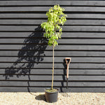 Pear 'Beurre Hardy' | Pyrus communis - Semi Dwarfing - Height - 160-180cm - 20lt