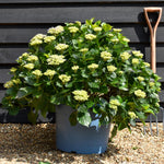 Hydrangea Original Mophead - Blue | Blue Hydrangea Height 40-50cm Width 50cm - 40lt