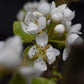 Plum tree 'Mirabelle de Nancy' | Prunus domestica - 100-120cm - 10lt