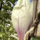 Magnolia x soulangeana | Saucer magnolia -  90-100cm - 10lt
