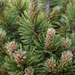 Pinus Mugo 'March' | Dwarf Mountain Pine - Height 40-50cm - Width 30cm - 11lt