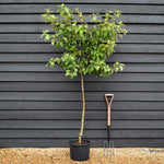 Apple tree 'King of the Pippins' | Malus Domestica - Semi Dwarfing - 170-180cm - 20lt