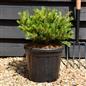Pinus Parviflora 'Linda' - Height 20-30cm - Width 35-45cm - 8lt